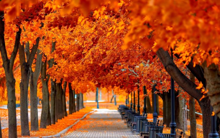 autumn, Tree, Leaves, Beauty, Nature, Landscape HD Wallpaper Desktop Background