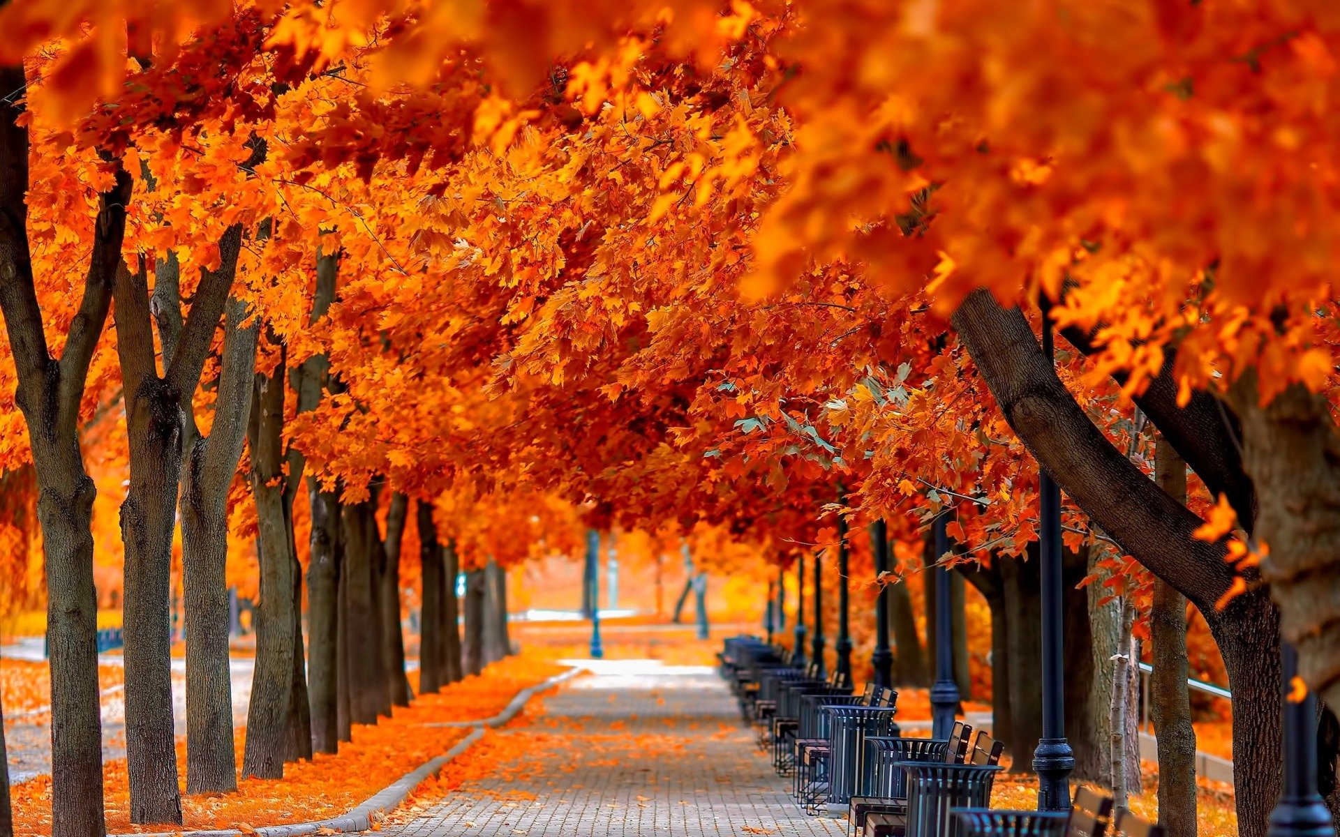 autumn, Tree, Leaves, Beauty, Nature, Landscape Wallpaper