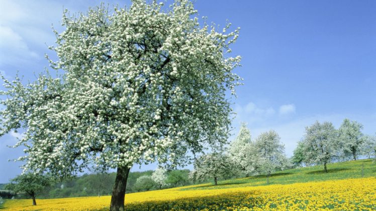 trees, Spring,  season , Dandelions HD Wallpaper Desktop Background