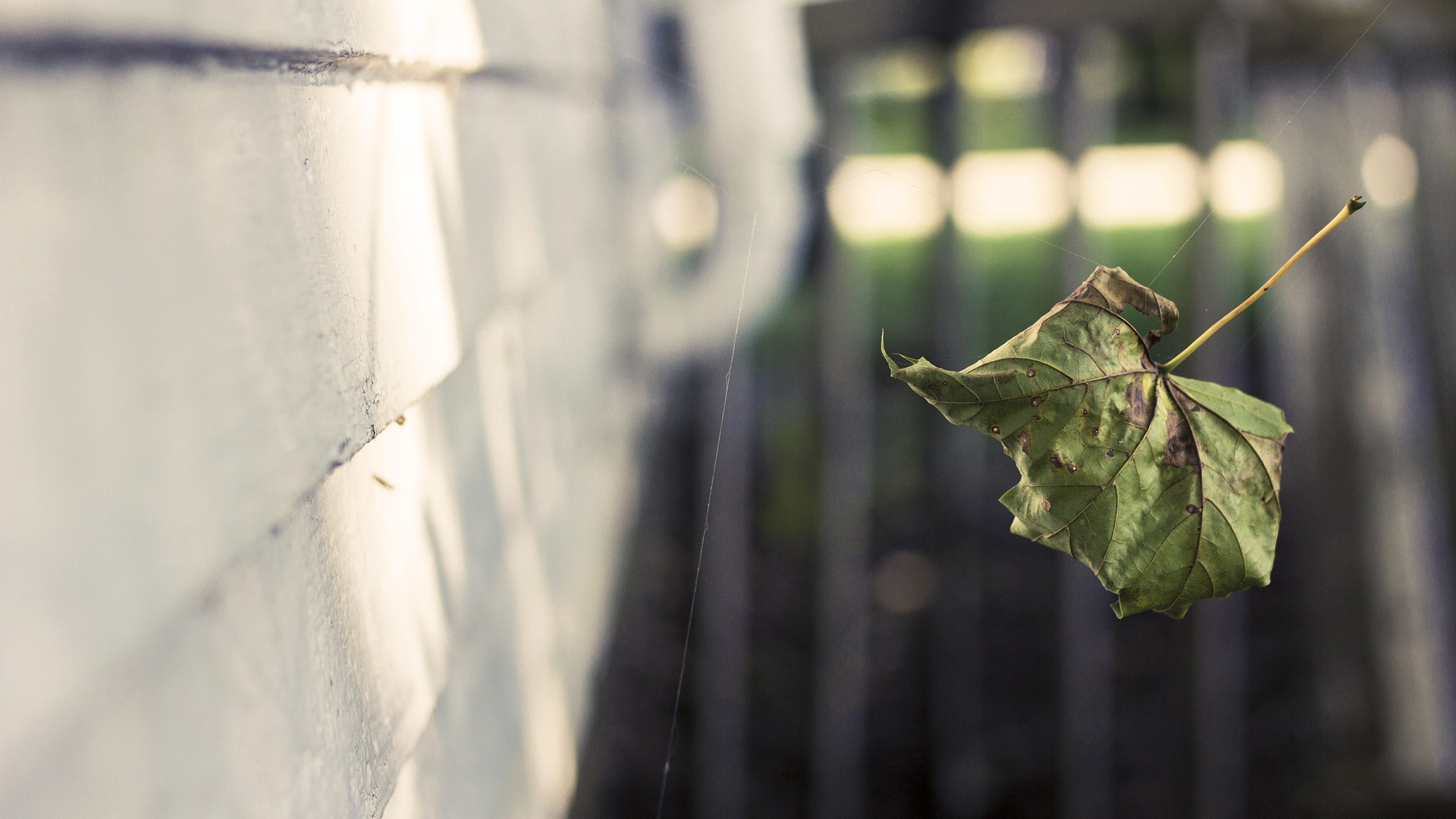 nature, Leaf, Leaves, Spider, Webs Wallpaper