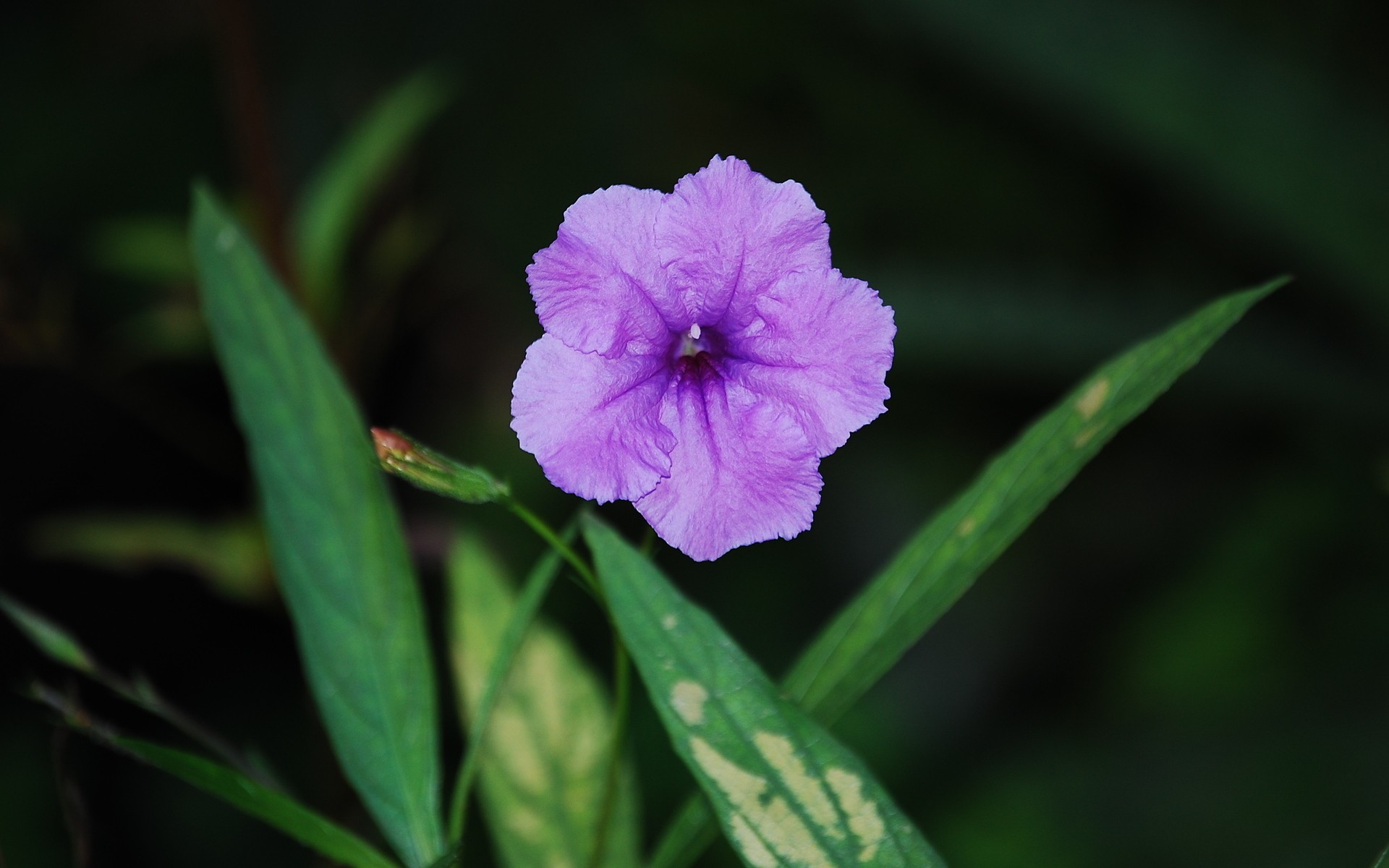 flowers, Macro Wallpaper