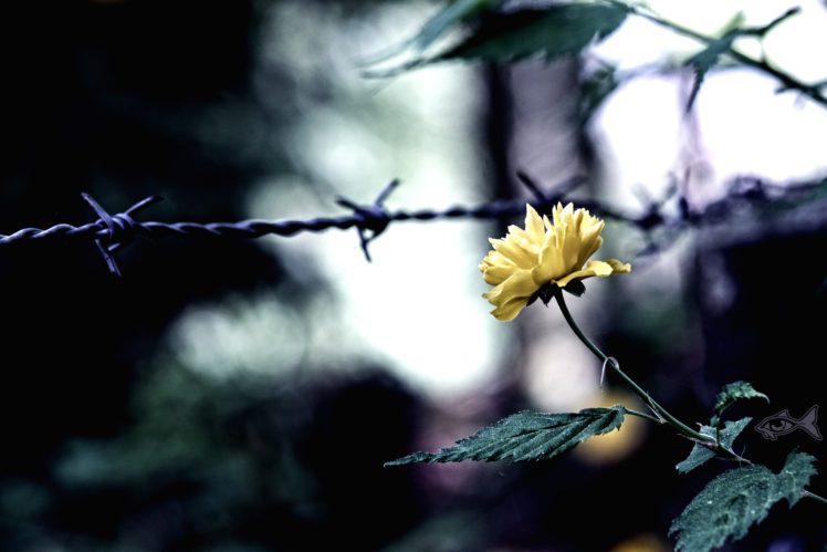 yellow, Flower, And, Fence, Other HD Wallpaper Desktop Background