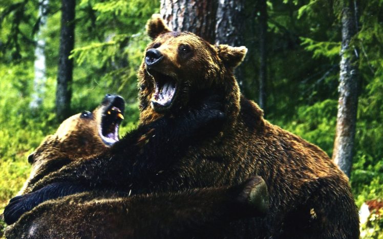 bears HD Wallpaper Desktop Background