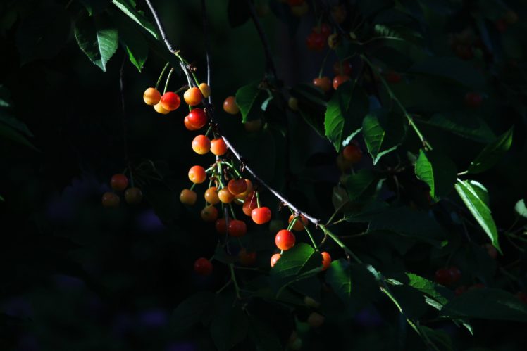 cherry, Leaves, Berries, Sunlight, Branch HD Wallpaper Desktop Background