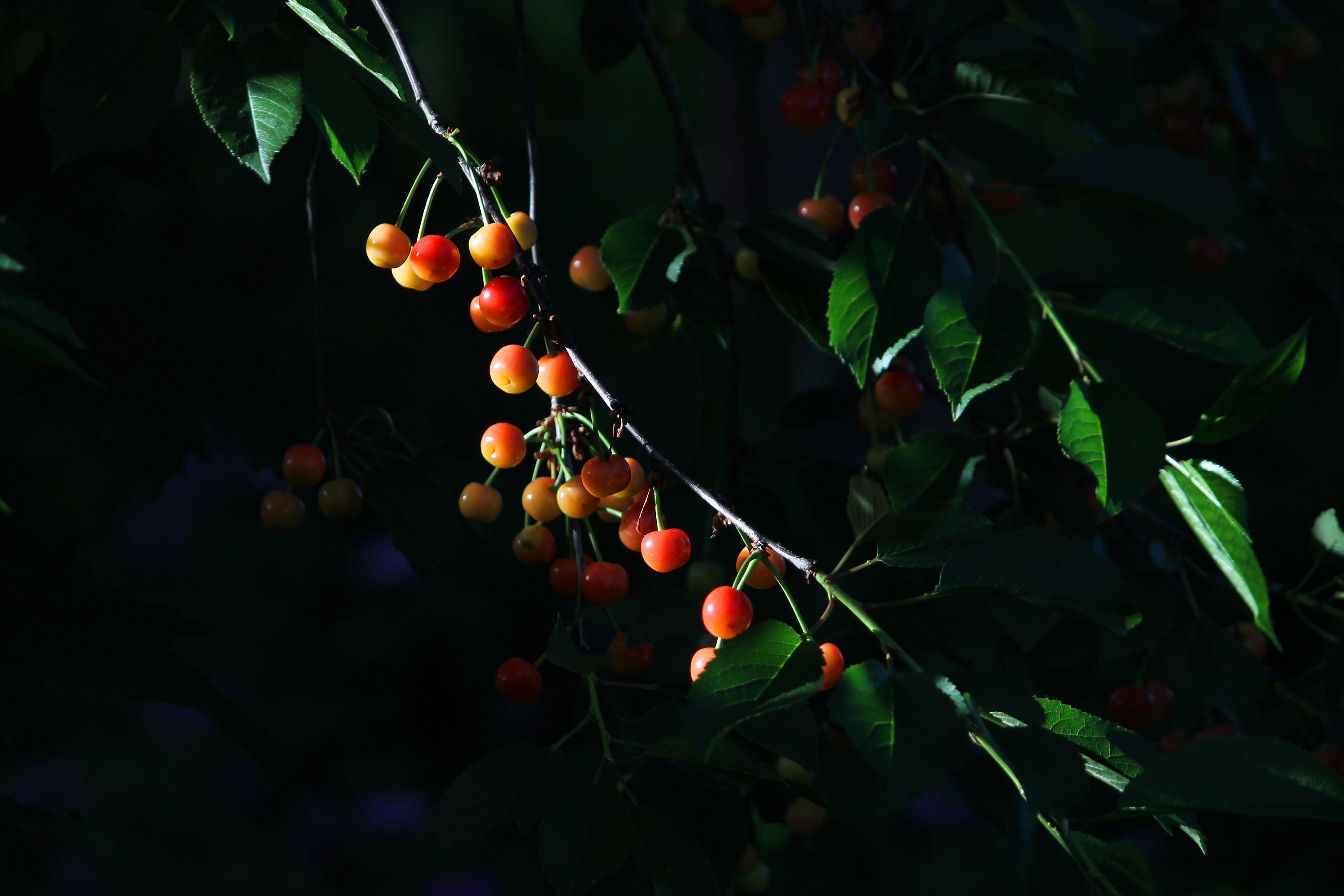 cherry, Leaves, Berries, Sunlight, Branch Wallpaper