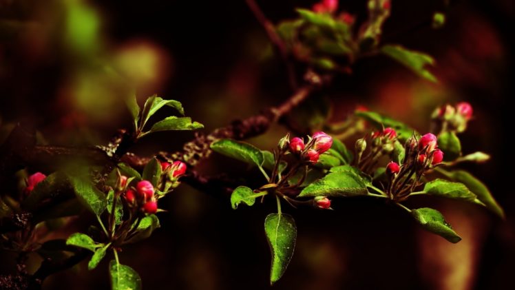little, Red, Flowers, Nature, Blossoms HD Wallpaper Desktop Background