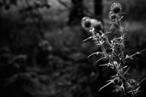 nature, Grayscale, Thistles