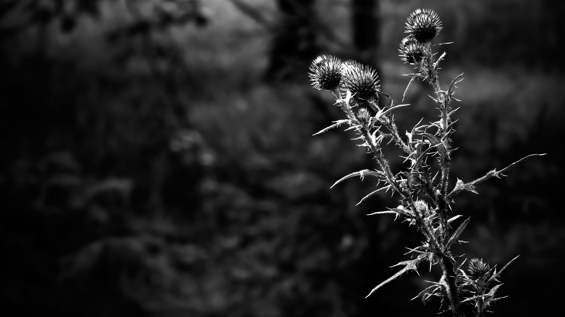 nature, Grayscale, Thistles Wallpapers HD / Desktop and Mobile Backgrounds