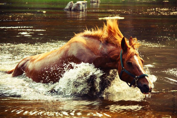 horse, Lake, Crocodile, Catching, Up, Splash, Water, Spray HD Wallpaper Desktop Background
