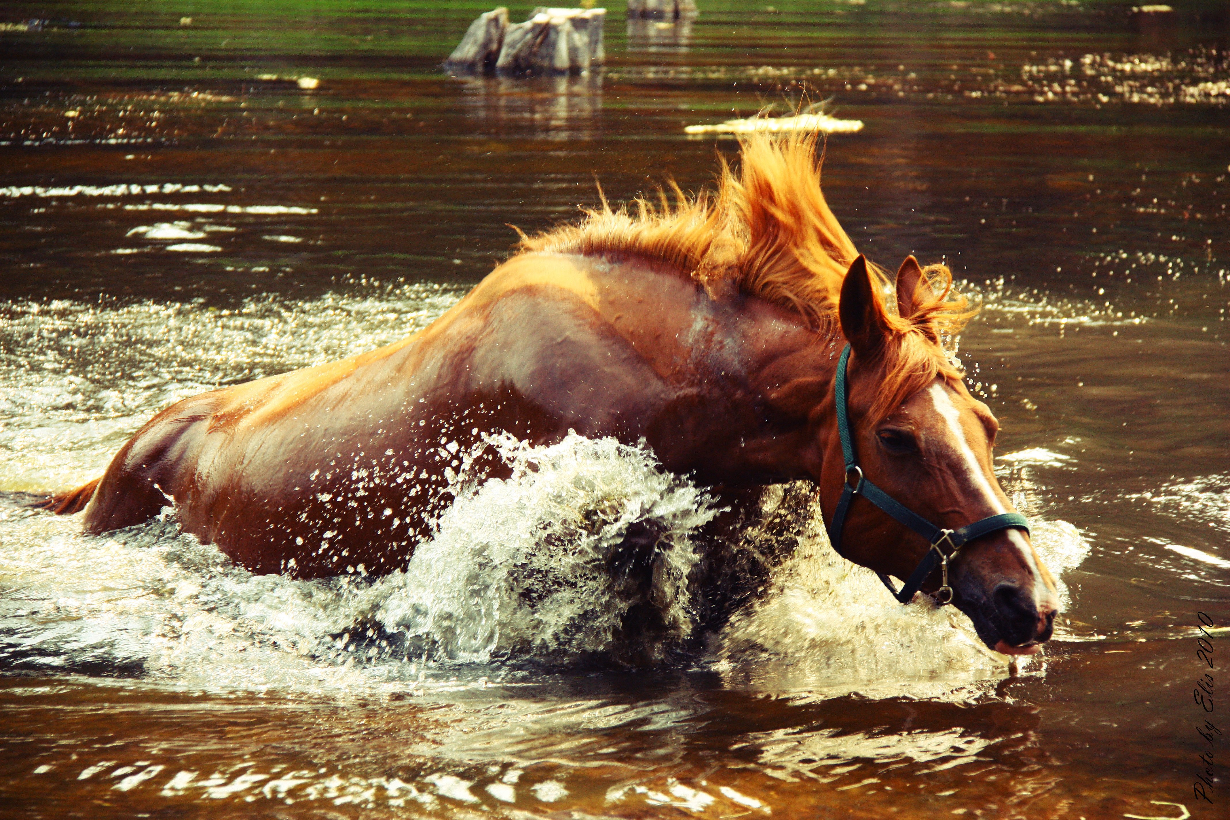 horse, Lake, Crocodile, Catching, Up, Splash, Water, Spray Wallpapers