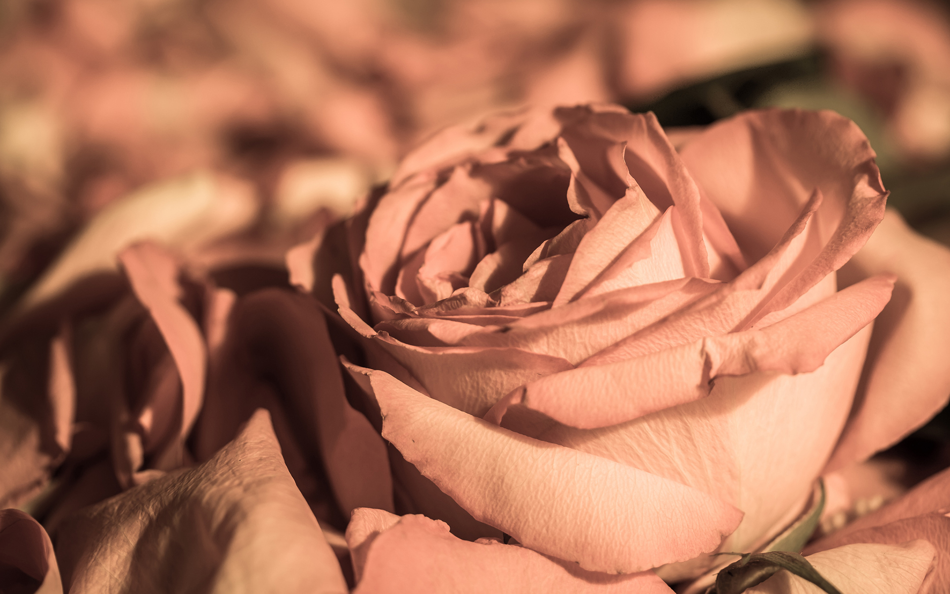 flower, Macro, Rose Wallpaper