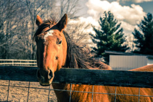 horse, Fence