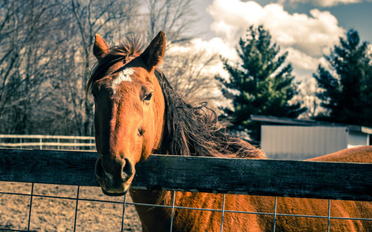 horse, Fence HD Wallpaper Desktop Background