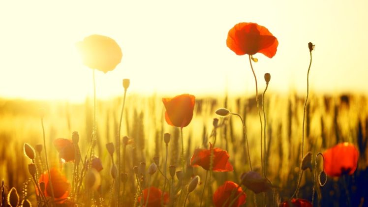 poppy, Flower, Beautiful, Nature, Sunshine HD Wallpaper Desktop Background