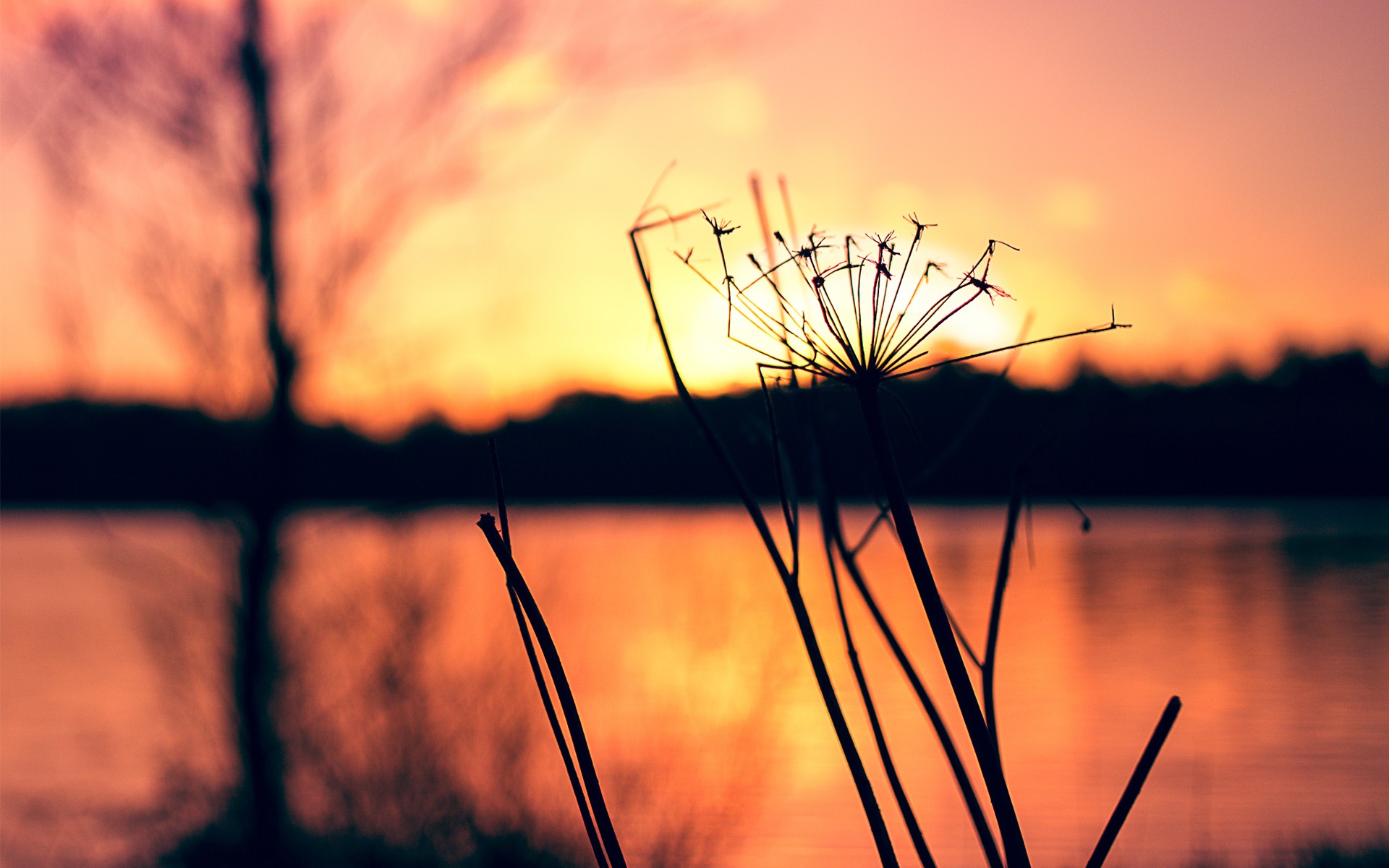 plant, Sunset Wallpaper