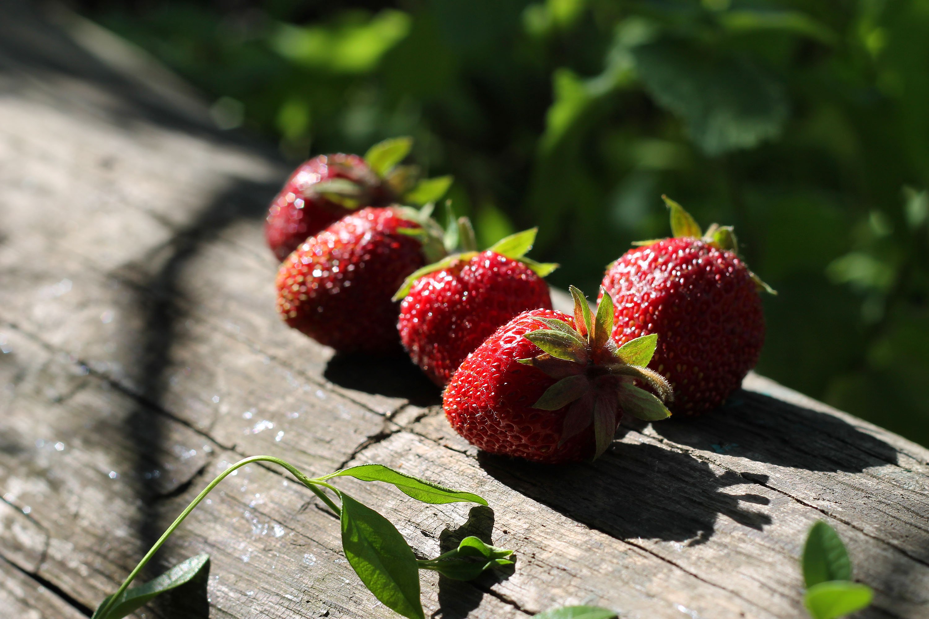 strawberry, Berries, Tasty, Delicious, Sunlight, Log, Wood, Summer Wallpaper