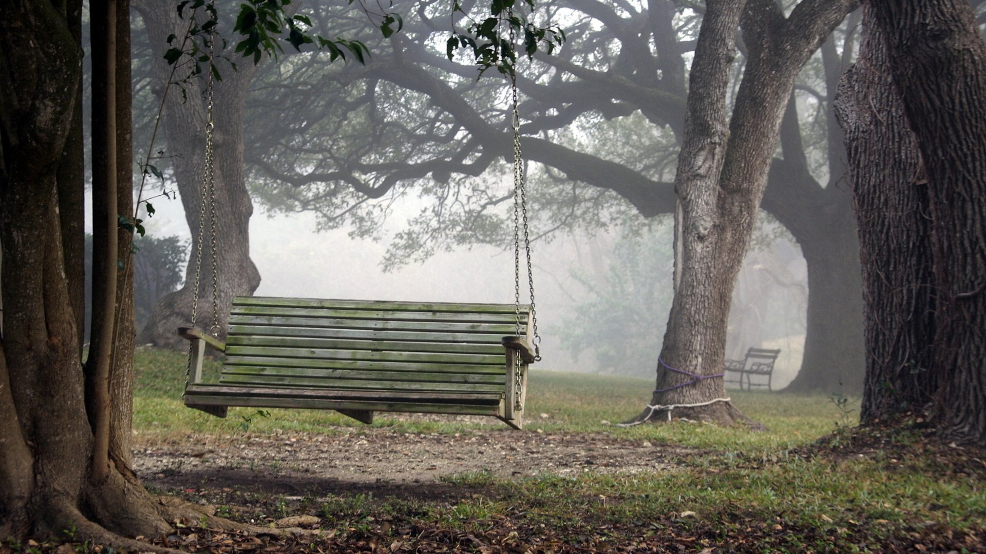 swing, Nature, Tree, Fog, Forest Wallpapers HD / Desktop and Mobile