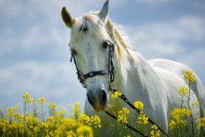 beautiful, Flower, Animal, Horse