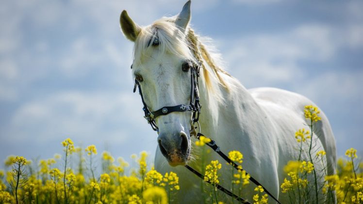 beautiful, Flower, Animal, Horse HD Wallpaper Desktop Background