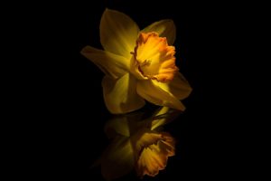 yellow, Flower, Narcissus