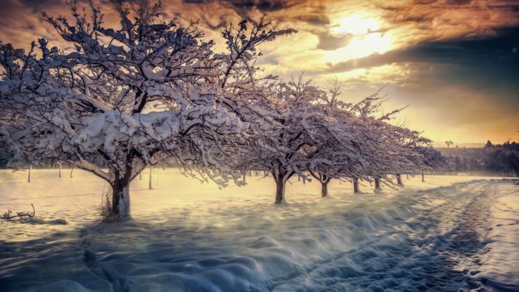 nature, Tree, Light, Snow, Winter, Beauty, Landscape HD Wallpaper Desktop Background