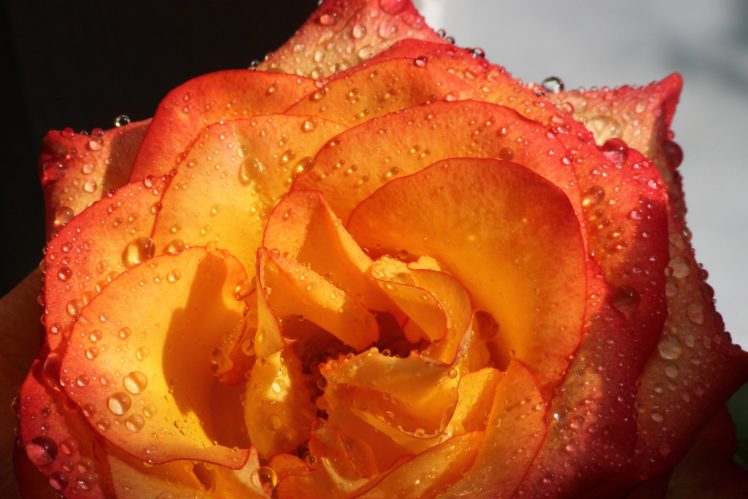 rose, Flower, Tenderness, Drops, Petals, Black, White HD Wallpaper Desktop Background