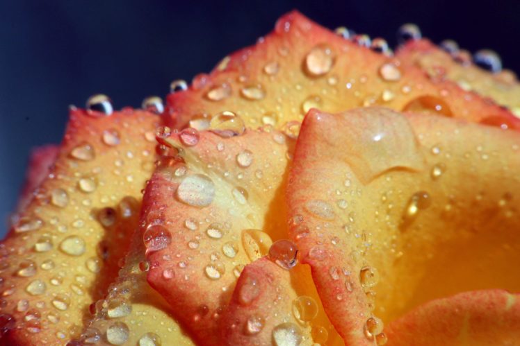 rose, Flower, Tenderness, Drops, Petals, Water, Macro HD Wallpaper Desktop Background