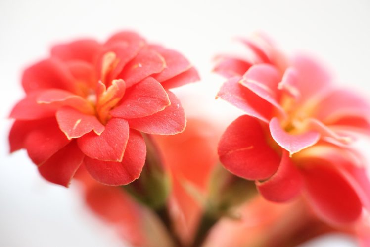 kalanchoe, Flower, Tenderness, Petals, Macro, White, Background HD Wallpaper Desktop Background