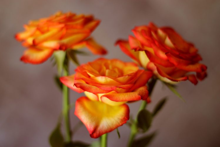 roses, Rose, Flowers, Tenderness, Three, Petals HD Wallpaper Desktop Background