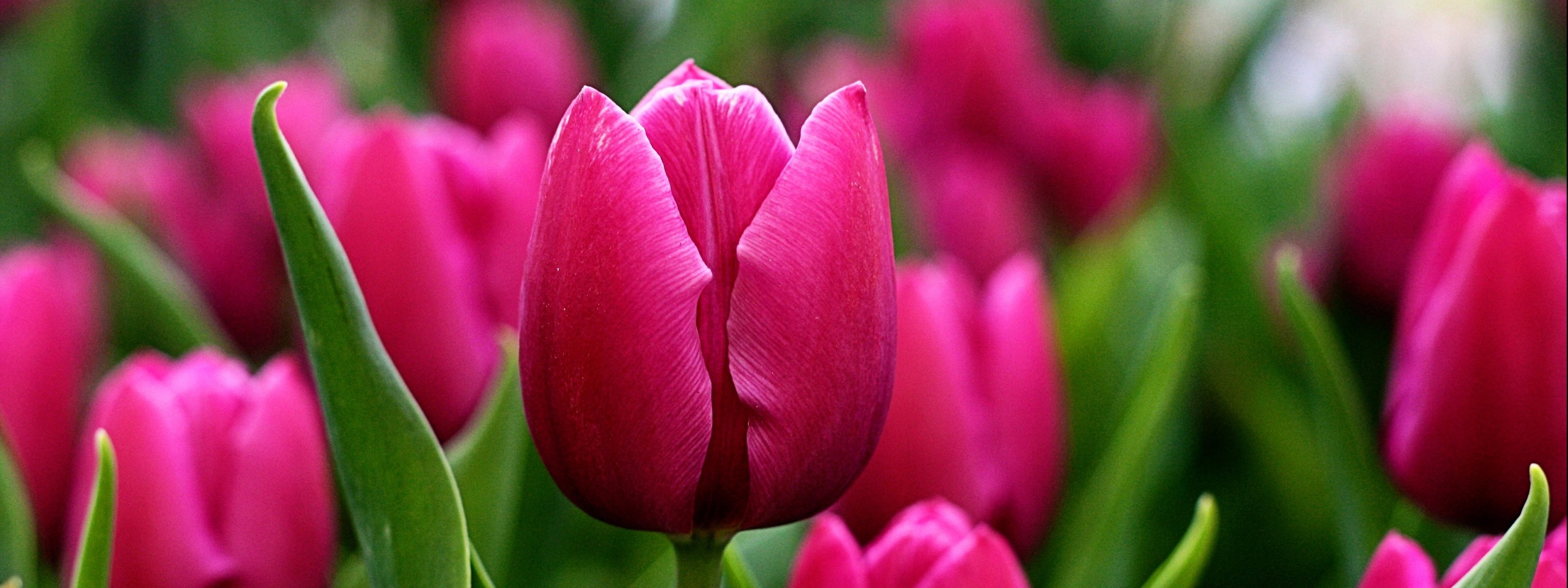 multi, Monitor, Dual, Screen, 3200, 1200 Wallpaper