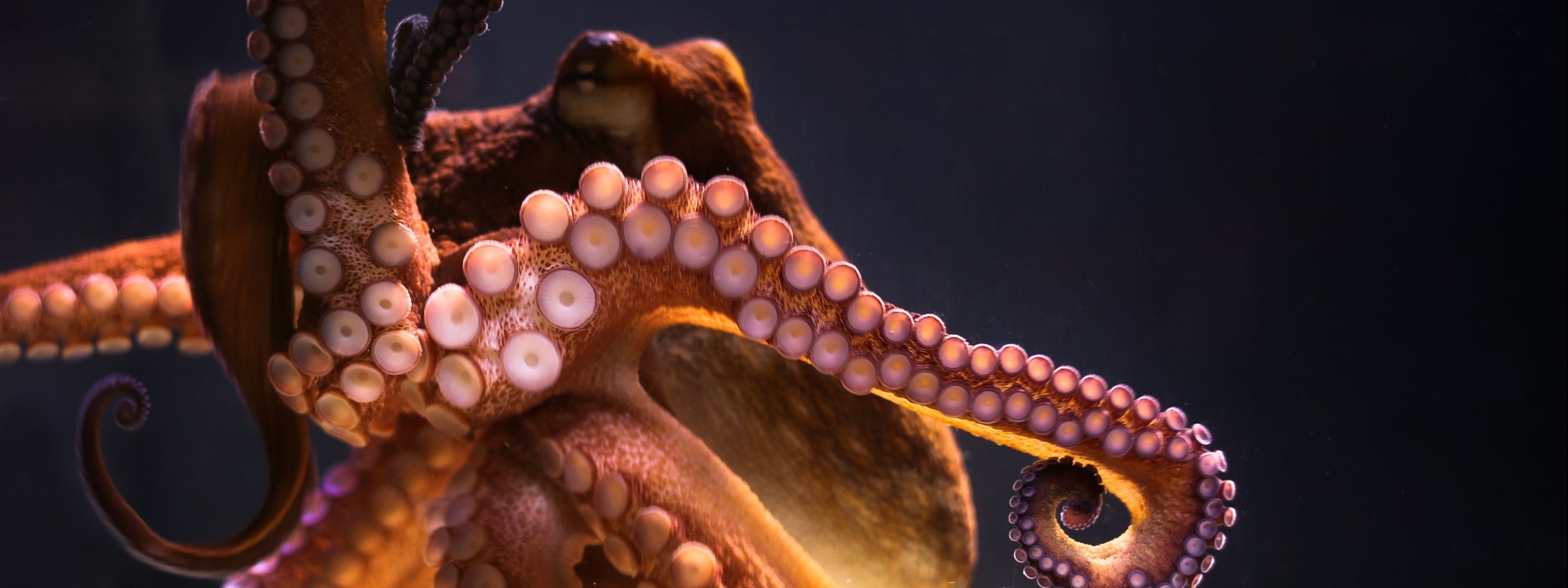 multi, Monitor, Dual, Screen, 3200x1200, 3200, 1200 Wallpaper