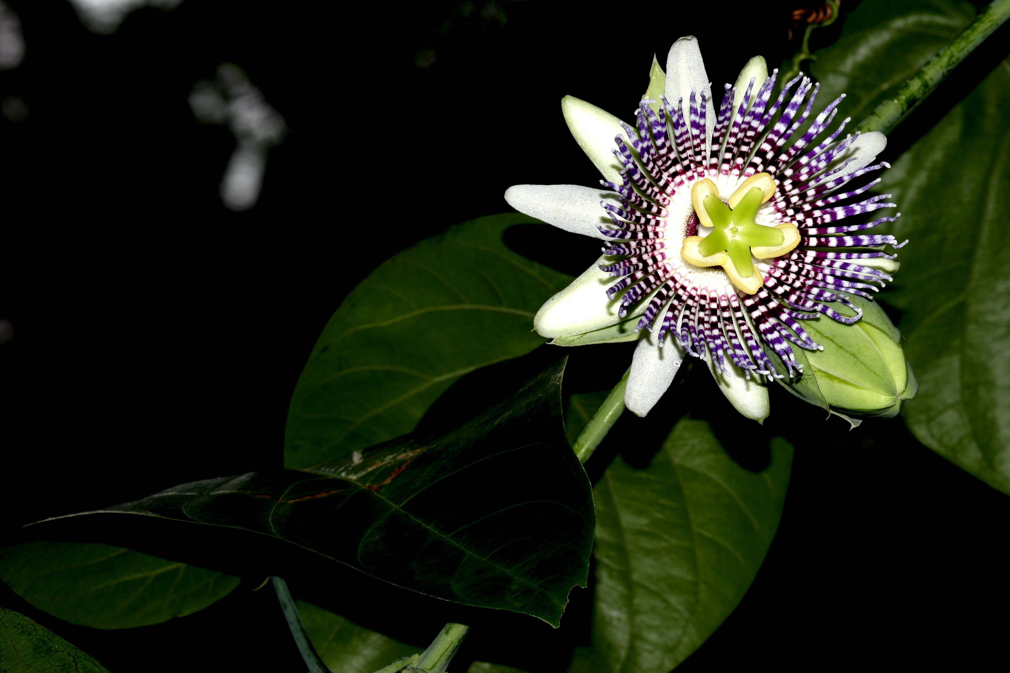 canon, Eos, 20d Wallpaper