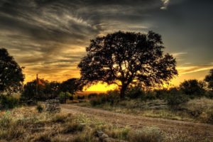 landscapes, Nature, Trees, Hdr, Photography