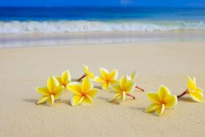 beach, Nature, Flower, Yellow, Sea
