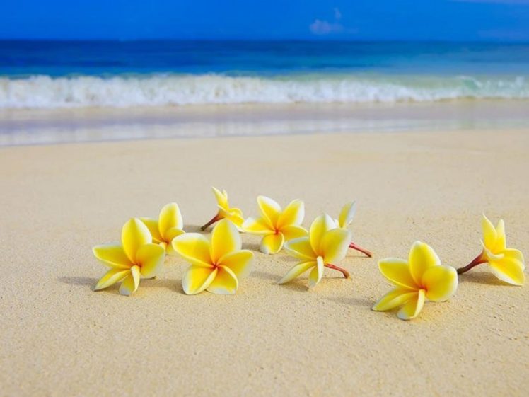 beach, Nature, Flower, Yellow, Sea HD Wallpaper Desktop Background