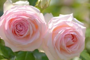 rose, Flower, Beautiful, Nature, Pink