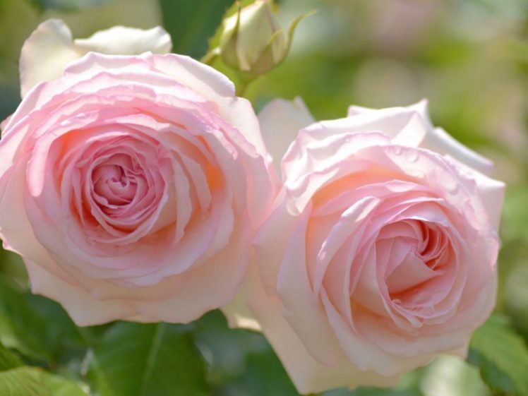 rose, Flower, Beautiful, Nature, Pink HD Wallpaper Desktop Background