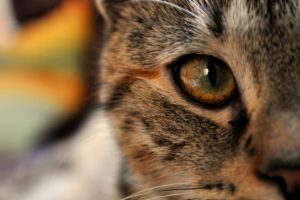 eyes, Cats, Animals, Photography, Focus