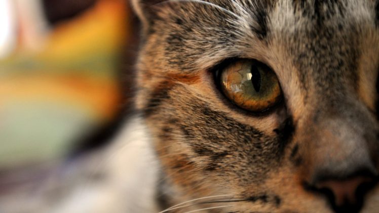eyes, Cats, Animals, Photography, Focus HD Wallpaper Desktop Background