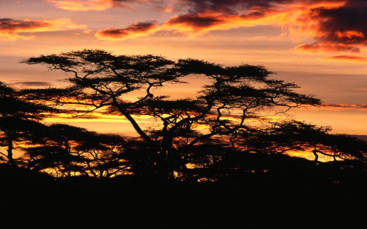 savanna, Africa, Paisaje, Naturaleza HD Wallpaper Desktop Background