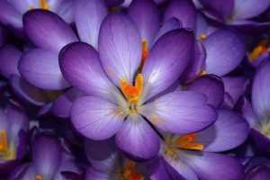 flowers, Purple