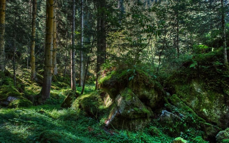 forest, Trees, Vegetation, Nature, Landscape HD Wallpaper Desktop Background