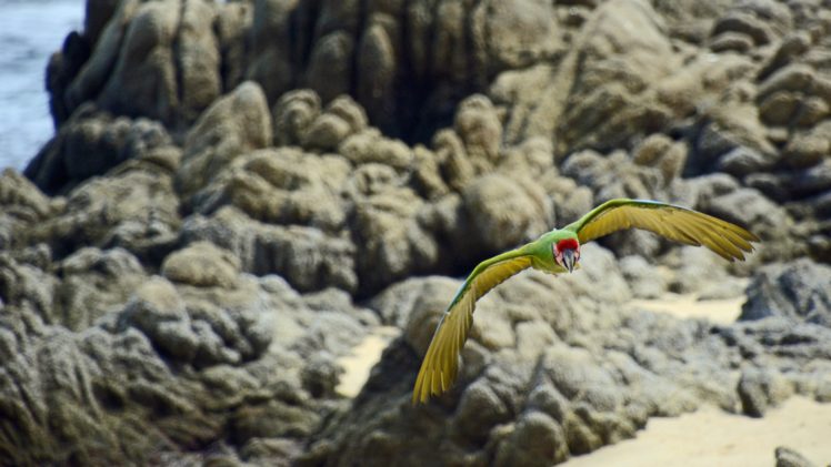 parrot, In, Flight HD Wallpaper Desktop Background