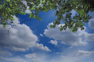 sky, Birds, Clouds, Tree, Branches, Nature