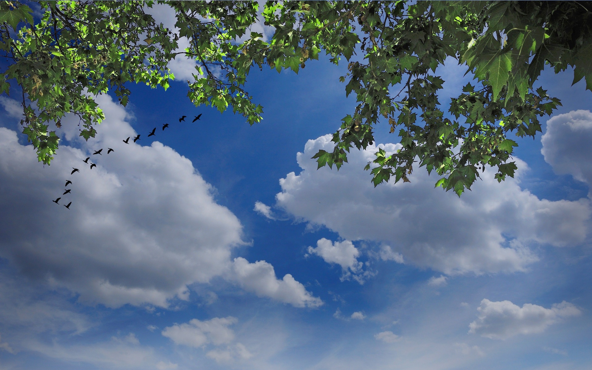 sky, Birds, Clouds, Tree, Branches, Nature Wallpapers HD / Desktop and  Mobile Backgrounds