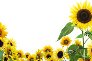 sunflowers, Flowers