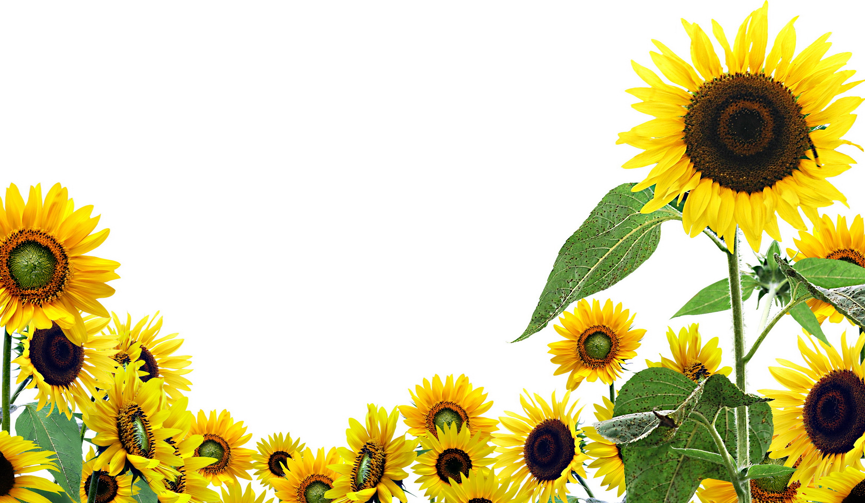 Sunflower Design Wallpaper