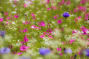 field, White, Pink, Purple, Flowers, Petals, Blurring