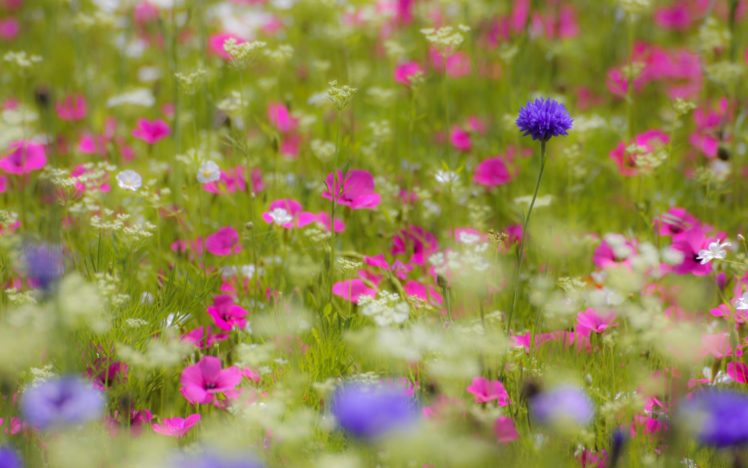 field, White, Pink, Purple, Flowers, Petals, Blurring HD Wallpaper Desktop Background