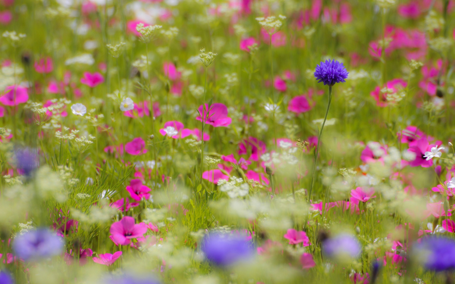 field, White, Pink, Purple, Flowers, Petals, Blurring Wallpaper